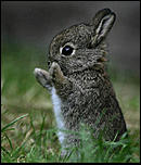 Click image for larger version

Name:	bunny.jpg
Views:	698
Size:	68.0 KB
ID:	2432