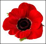 Click image for larger version

Name:	Perfect Red Poppy Flower Photos.jpg
Views:	648
Size:	52.9 KB
ID:	7370