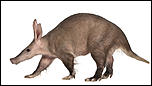 Click image for larger version

Name:	aardvark.jpg
Views:	329
Size:	702.1 KB
ID:	9138